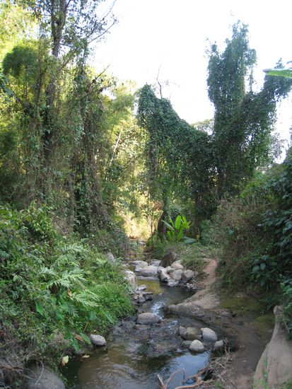 auf unserer Dschungelwanderung...