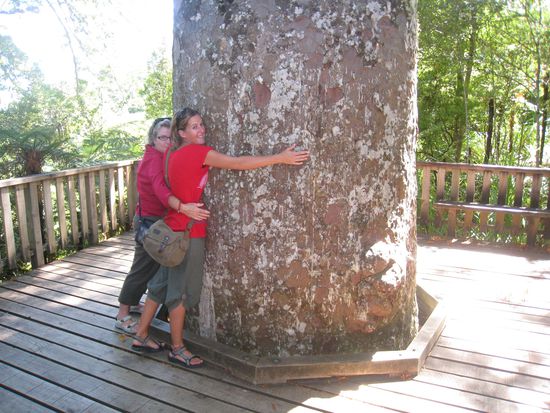 Einer der grossen Kauri Trees in der Kauri Grove...