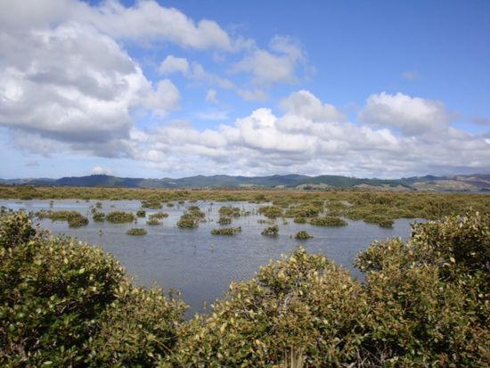 Die Landschaft in Coromandel ist sehr vielfaeltig...