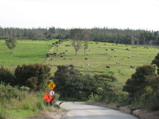 unterwegs auf der Karikari Peninsula...