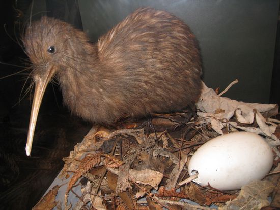 Wir geben die Hoffnung nicht auf, auch mal einem wilden lebendigen Kiwi zu begegnen!
