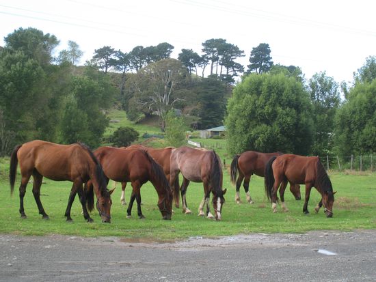 Ueberall Pferde! Leider kann man diese nicht nach Hause senden... 