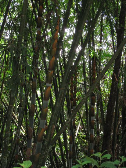 Riesige Bambusbaume...