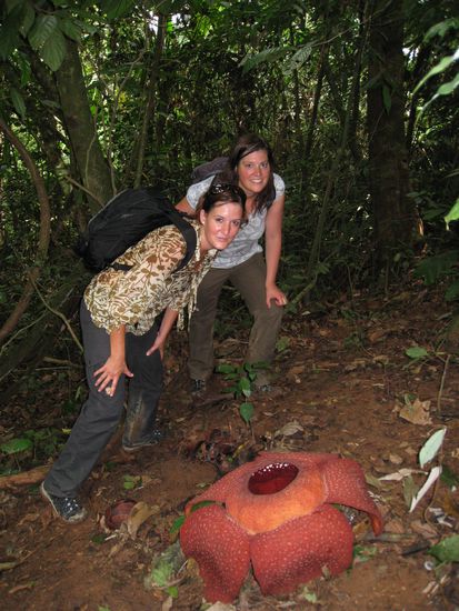 Wir vor der groessten Blume der Welt, der Rafflesia!
Das war das 2. Letzte Bild der ganzen Blume...denn ca. 1 Min. spaeter ist eines unserer "Tourgschpaendli" ausgerutscht und mitten drauf gefallen...und so ging die Blume dahin! Zum Glueck hatten wir unser Bild im Kasten! Der Tourgide war nicht besonders begeistert, da die Blume momentan zu einer der Attraktionen der Cameron Highlands gehoert... oooops!