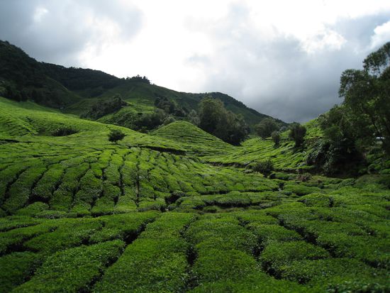 Eine der diversen Teeplantagen hier...