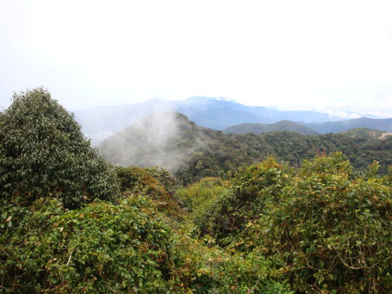 Auf unserer letzten Dschungelwanderung auf dem hoechsten Huegel der Cameron Highlands! Gunung Brinchang 2032m