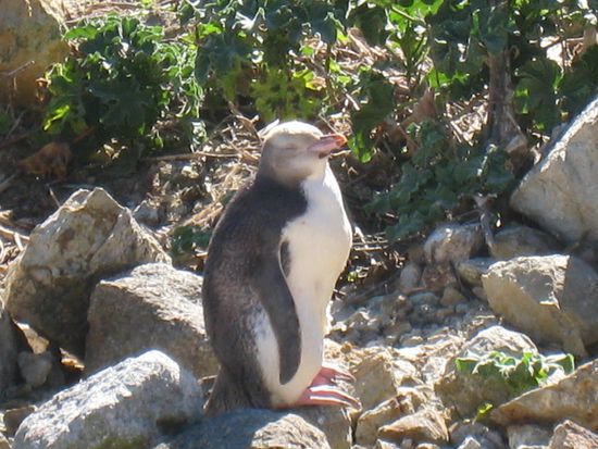 "Yellow Eyed Penguin"