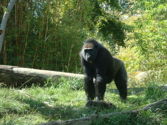 Eindruecke vom Zoo...
