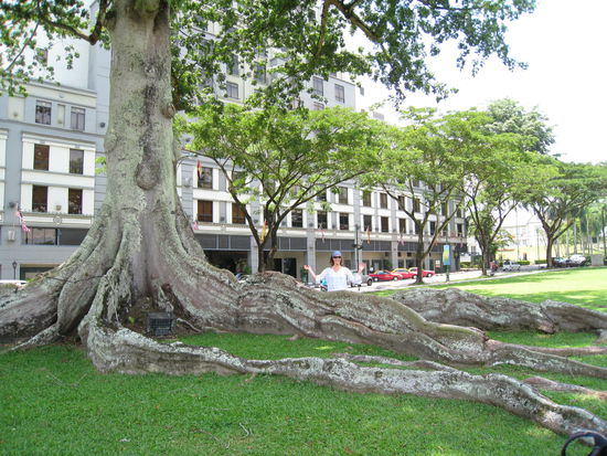 Ein Baum mit Riesenwurzeln im Stadtpark...