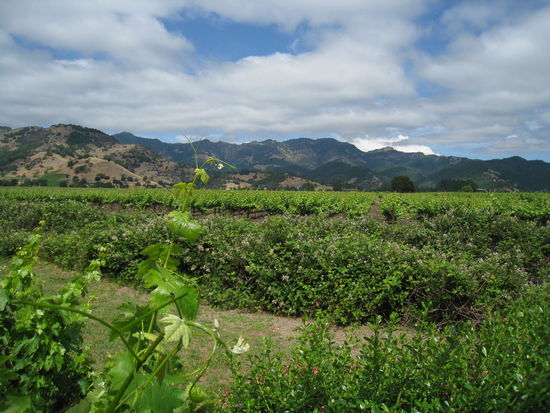 die Weingute sind wunderschoen gelegen...