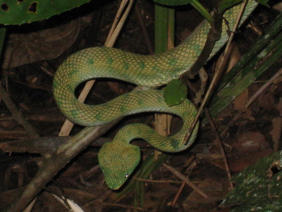 Auf dem Nachtspaziergang durch den Dschungel... Die gruene Viper!