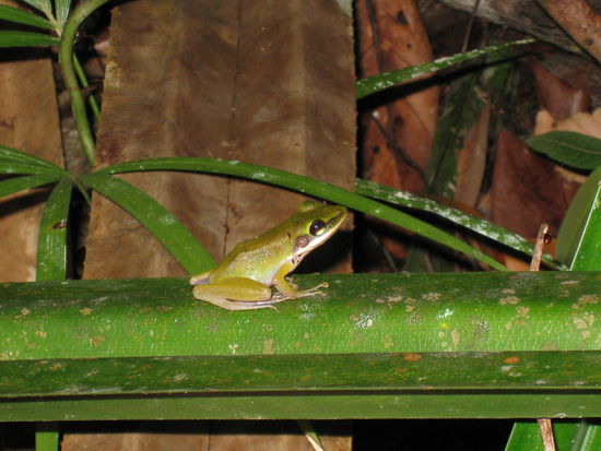 ... auch ein gruener Blattfrosch...