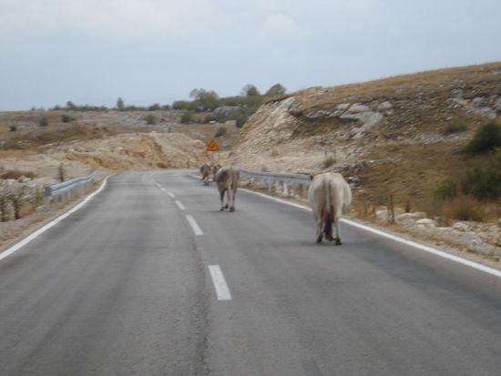 Jede Menge den Weg blockierendes Bauernvieh 