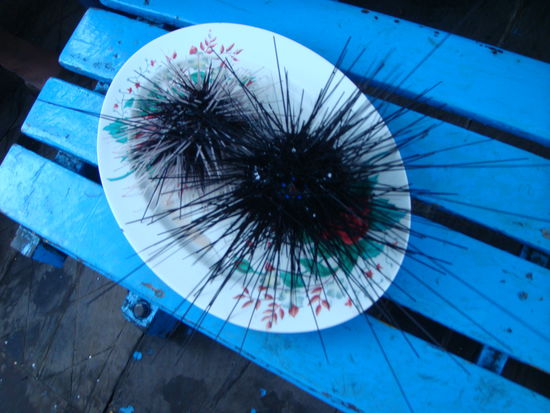 Frischgefangener Seeigel in Nha Trang...