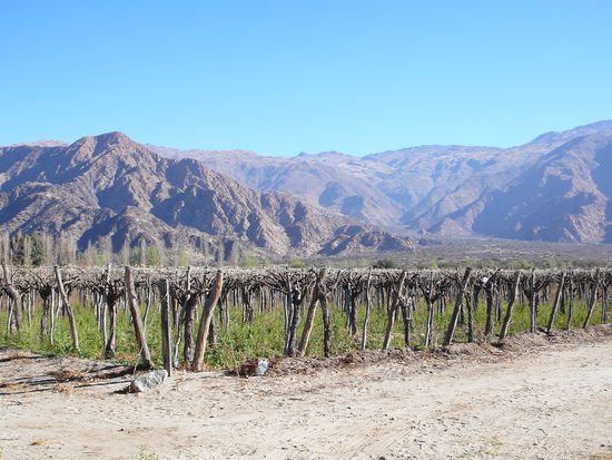 Hier waechst der gute Tropfen.