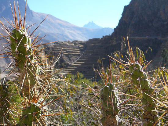 Stacheliger Blick auf die Ruinen von Ollanta.
