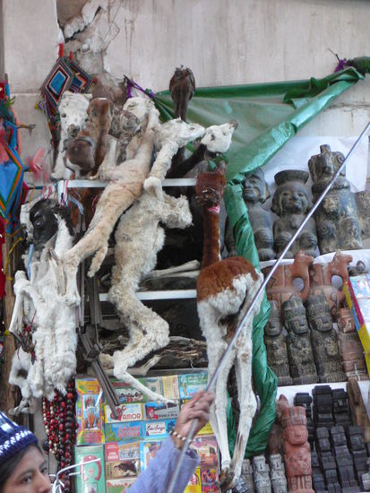 In der Zaubergasse. Lamas gegen cen bosesn Blick