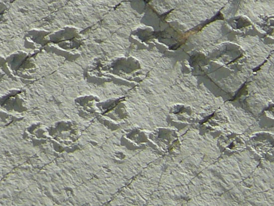 Dinospuren; genauer von einem Lamghalsdino