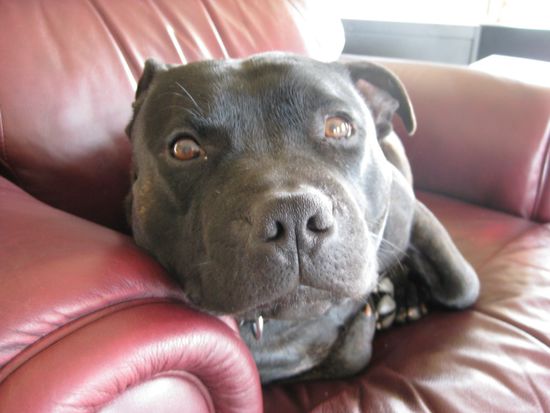 hund kobe, sieht aber mehr aus wien wombat und rennt wien pferd auf drogen^^