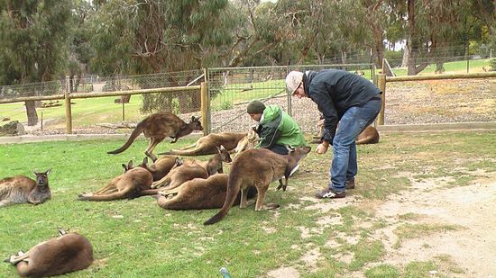 addi un flo beim fuettern der chiller kaengurus...