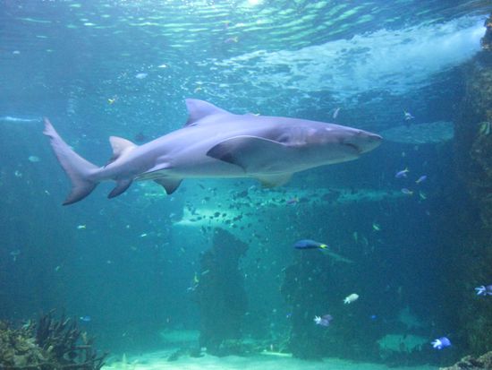 sydney aquarium...beim surfen wollen wir denen aber nicht begegnen!