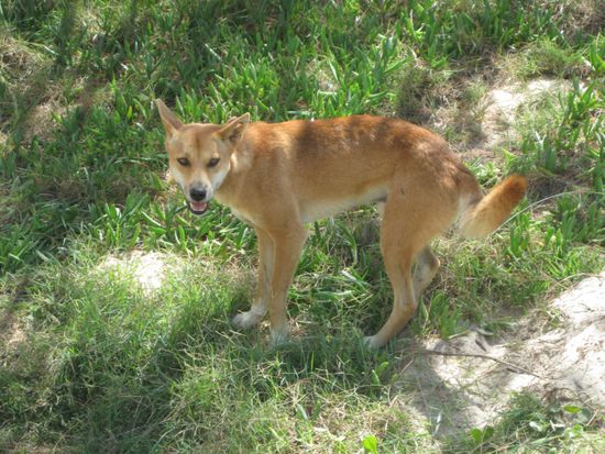 einer von vielen dingos...angeblich sind sie gefaehrlich, aber schaut euch diesen schosshund doch mal an