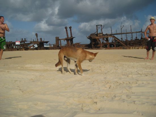 ein schiffswrack, ein dingo und flo und ich...tolles foto!