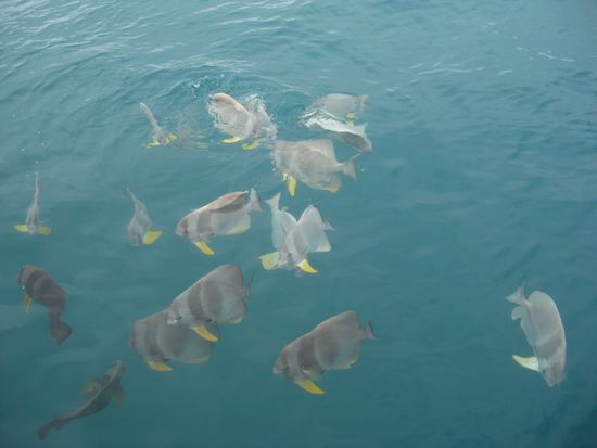 aber auch an der wasseroberflaeche hat es von fischen gewimmelt