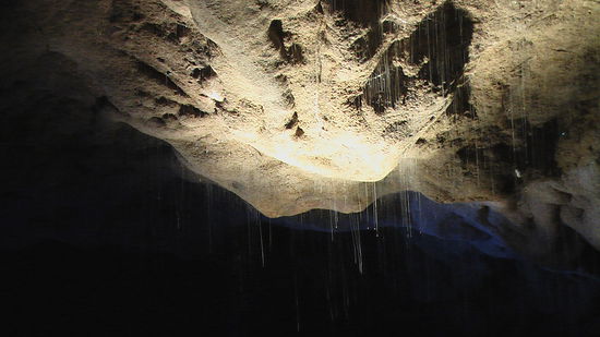 gluehwuermchen in den waitomo caves
