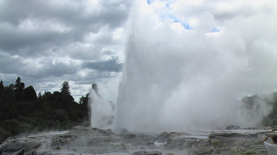 geysir in rotorua