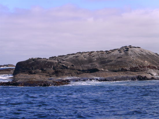 seeloewen im doubtfull sound