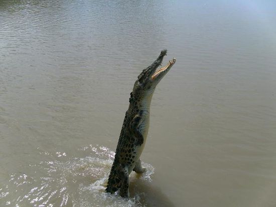 nicht nur jesus konnte uebers wasser laufen...auch die jumping corcodiles am adelaide river