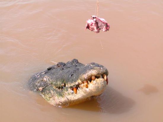 mit dem salzwasser krokodil moechte man nicht baden gehen...