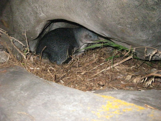 ein etwas verschreckter pinguin, quasi am hausstrand unseres hostels