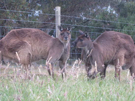 zwei wilde kaengurus im garten unseres zweiten hostels