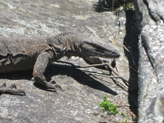riesen-echse goana, einer der zahlreichen tierischen inselbewohner