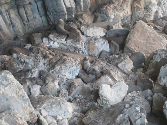 seehunde am admirals arch