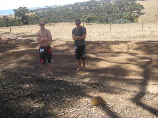 addi und ich bewundern einen echidna, der zeigt jedoch wenig interesse an uns...