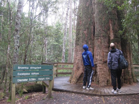 flo und ich bewundern einen riesen baum...