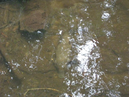 schwer zu erkennen aber doch zu sehen, ein platipus(schnabeltier)...koennen nicht viele von sich behaupten eines wild gesehen zu haben, wir schon!!!