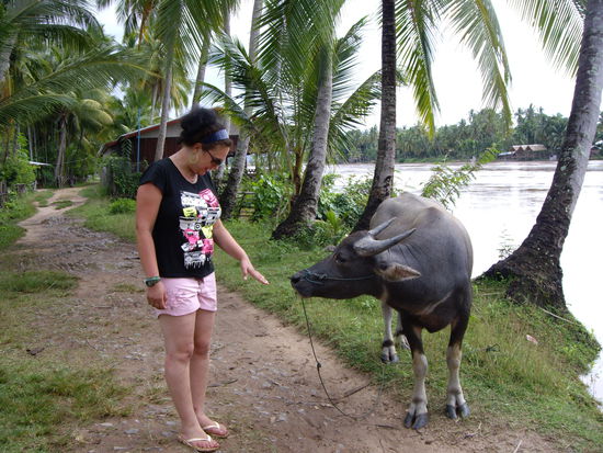 Suchbild: Irgendwo auf diesem Foto hat sich ein Wasserbueffel versteckt.