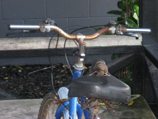 Ein Photo in Raglan geschossen, 
Cool oder, der sah aus als wenn er schlief, war aber leider dead...
Den musste man aber fotografieren, oder !!