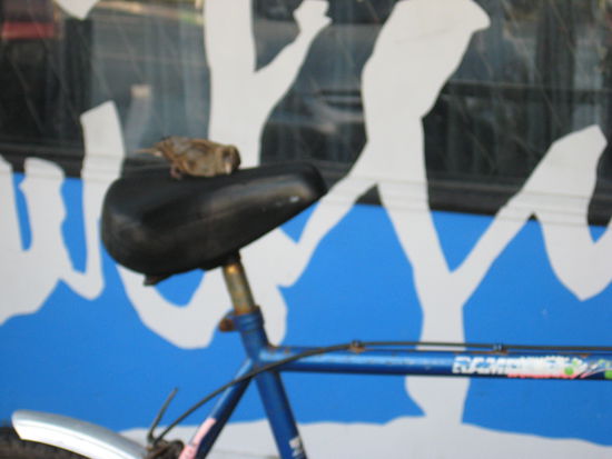 schlaf suess mein kleines Voegelein 