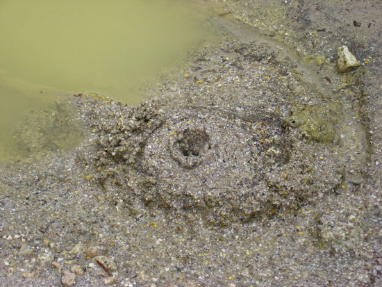 Blubb, blubb hats gemacht