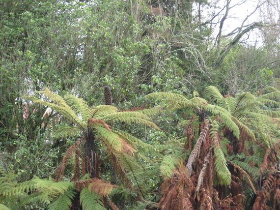 Ein kleiner Urwald in Hamilton..
