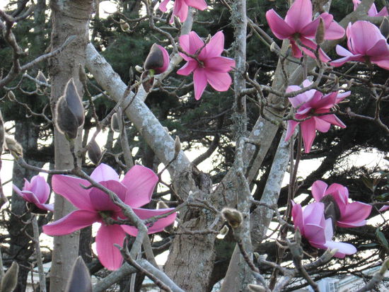 EIN BLUMENMEER IM PARK