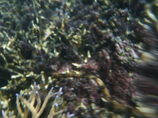 leuchtende Korallen.........