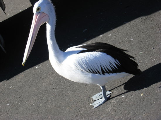 ....ein riesiger Pelikan am Fischmarkt, der sich die Fischreste besorgt hat 