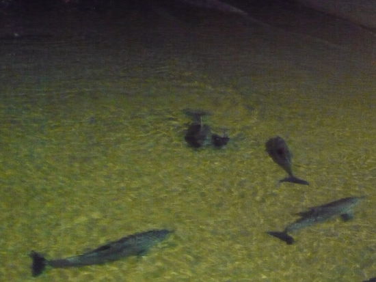 ..delfinfuetterung mit baby delfin!!!