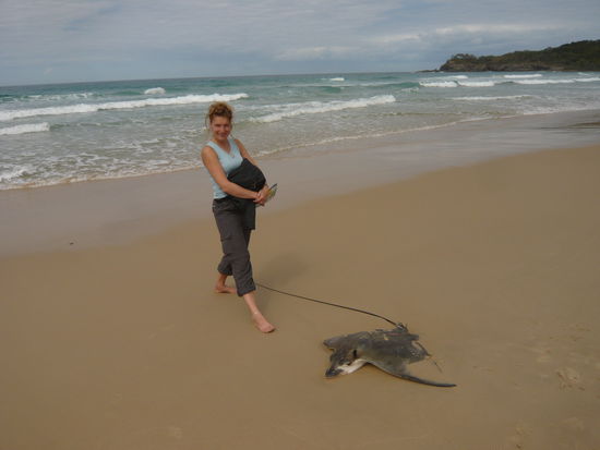 Toter Stachelrochen, ganz schoen gross!!